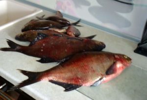 Отзыв рыбака ловля леща озеро Бисерово в Подмосковье