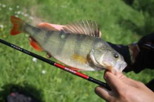 Прогноз клева в Ростове на Дону