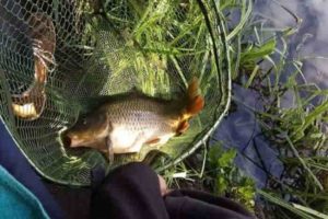 Прогноз клева рыбы в Белгородской области и Белгороде на 14 дней