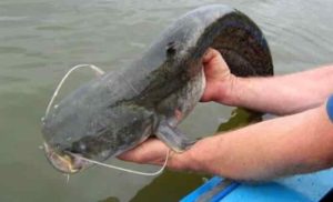 Снасти для ловли сома с берега на течении своими руками