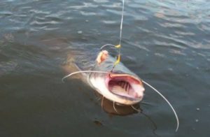 Снасти для ловли сома с берега на течении своими руками