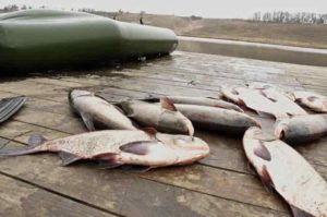 Прогноз клева на завтра, 5 дней, неделю и 14 дней в Белгородской области