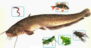 Снасти для ловли сома с берега на течении своими руками