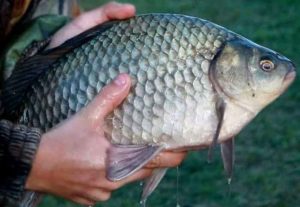 Прогноз клева на завтра, 5 дней, неделю и 14 дней в Белгородской области