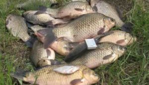 Прогноз клева рыбы в Семикаракорске