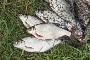 Прогноз клева в Ростове на Дону