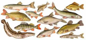 Прогноз клева рыбы в Барнауле Обь