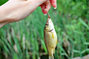 Прогноз клева рыбы, щуки в Ленинградской области на неделю, 5 дней, 3 дня