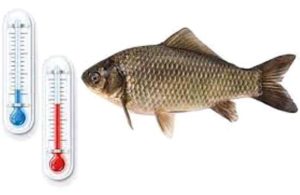 Точный прогноз клева карася на завтра, неделю, 7 дней