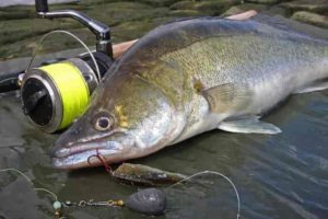 Оснастка на судака с берега с живцом – монтаж донки, ловля