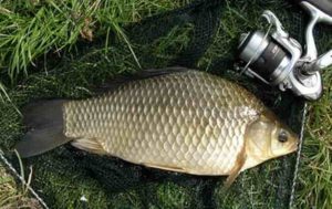 Прогноз клева карася на сегодня, завтра, неделю, 7 дней