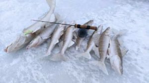 Прогноз клева рыбы в Новосибирске и Новосибирской области, на Оби