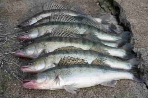 Оснастка на судака с берега с живцом – монтаж донки, ловля