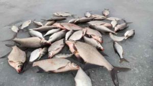 Рыбалка в Заокском Тульской области