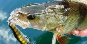 Прогноз клева рыбы, щуки в Ленинградской области на неделю, 5 дней, 3 дня