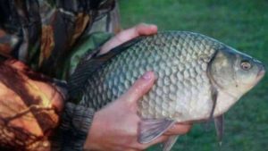 Точный прогноз клева карася на завтра, неделю, 7 дней