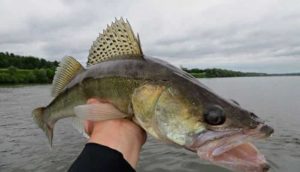 Прогноз клева рыбы в Барнауле Обь