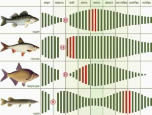 Прогноз клева рыбы, щуки в Ленинградской области на неделю, 5 дней, 3 дня