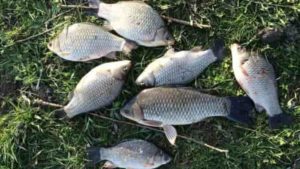 Точный прогноз клева карася на завтра, неделю, 7 дней