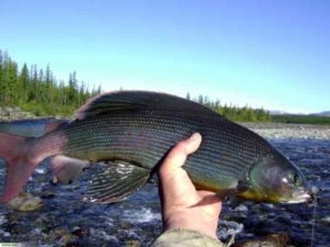 Прогноз клева рыбы в Барнауле Обь
