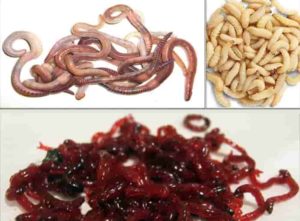 Прогноз клева рыбы в Новосибирске и Новосибирской области, на Оби