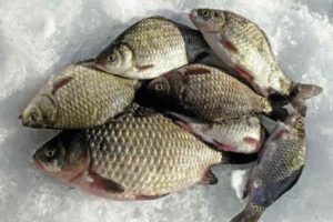 Точный прогноз клева карася в Подмосковье, Кемерово, Уфе, Москве