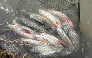 Прогноз клева рыбы в Барнауле Обь