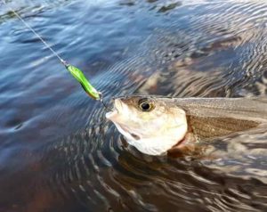 Новые правила рыболовства, Азовского, Волжского, Черноморского, Каспийского бассейна.