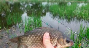 Точный прогноз клева карася в Подмосковье, Кемерово, Уфе, Москве