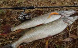 Прогноз клева рыбы в Новосибирске и Новосибирской области, на Оби