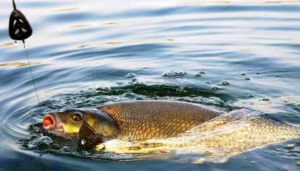 Точный прогноз клева рыбы на неделю