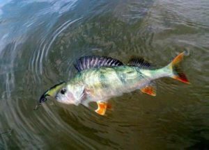 Клюет ли ночью окунь на спиннинг – снасти для ловли и приманка