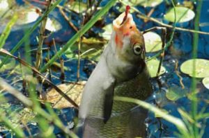 Точный прогноз клева рыбы на неделю