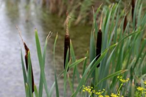 Прогноз клева рыбы в Туле на сегодня, завтра, 3 дня, неделю