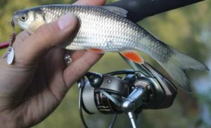 Прогноз клева рыбы в Курске на сегодня, завтра, 3 дня, неделю