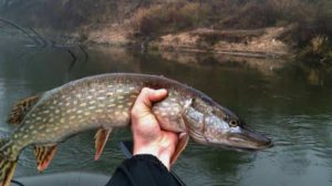 Прогноз клева рыбы в Казани на сегодня, завтра, 3 дня, неделю