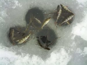 Прогноз клева рыбы в Уфе на сегодня, завтра, 3 дня, 5 дней