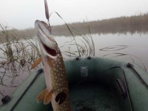 Прогноз клева рыбы в Минской области и Минске на сегодня, завтра