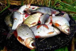 Прогноз клева в Орловской области на неделю, сегодня, завтра