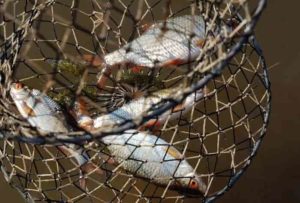 Прогноз клева рыбы в Костроме на 5дней, сегодня, завтра