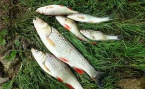 Прогноз клева в Липецкой области на сегодня, завтра, неделю