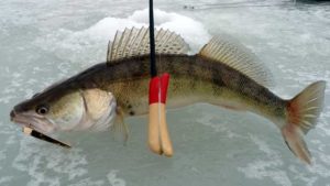 Прогноз клева судака на неделю, сегодня, завтра, областях