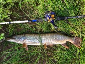 Прогноз клева рыбы в ХМАО Ханты Мансийске щуки и окуня