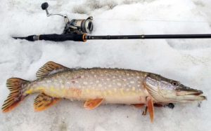 Прогноз клева в Тюмени и области на завтра, 3 дня, неделю