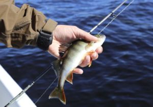 Прогноз клева в Чебоксарах на неделю, 5 дней, завтра, сегодня