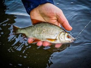 Прогноз клева в Нижнем Тагиле на сегодня, завтра, 5 дней, неделю