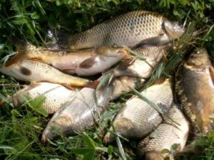 Прогноз клева в Чебоксарах на неделю, 5 дней, завтра, сегодня