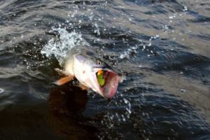 Прогноз клева в Томской области и Томске на 3 дня, 5-10 дней, неделю