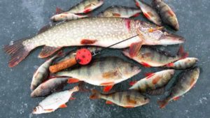 Прогноз клева в Красноярске и Красноярском крае на 5 дней, неделю