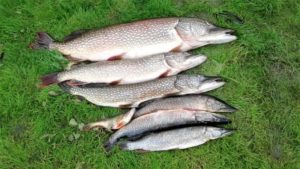 Прогноз клева рыбы в ХМАО Ханты Мансийске щуки и окуня